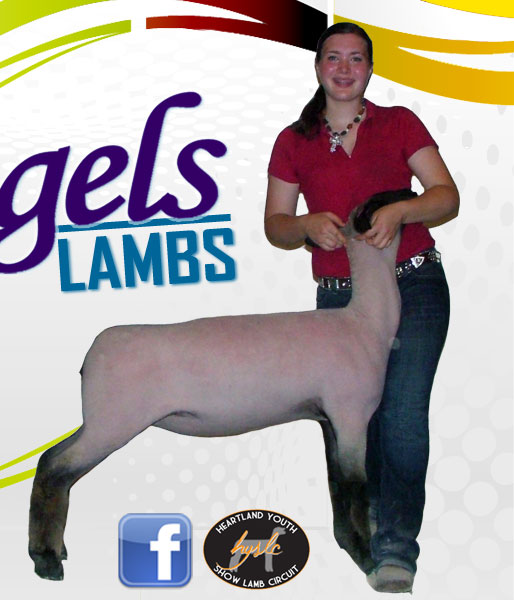 Dingels Show Lambs