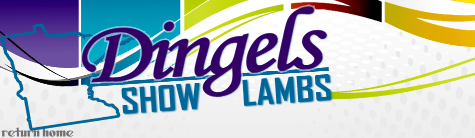 Dingels Show Lambs